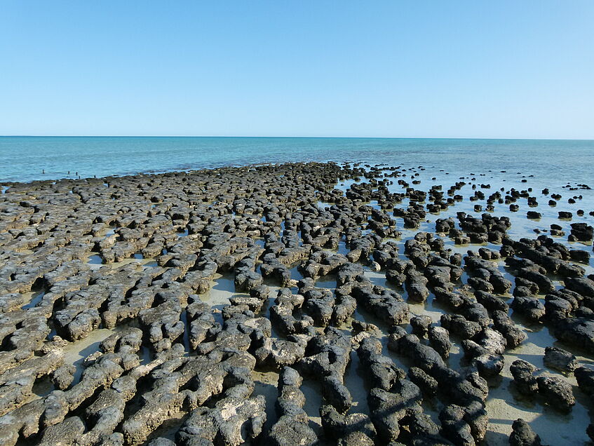 Shark Bay, Australia