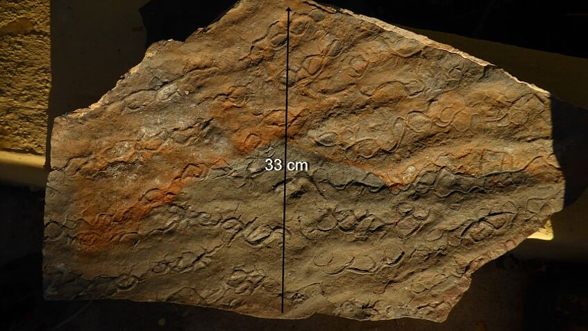 Sedimentological features from the carbonate – clastic sequences