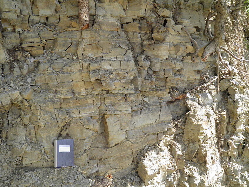 Traisen Formation, Lower Miocene