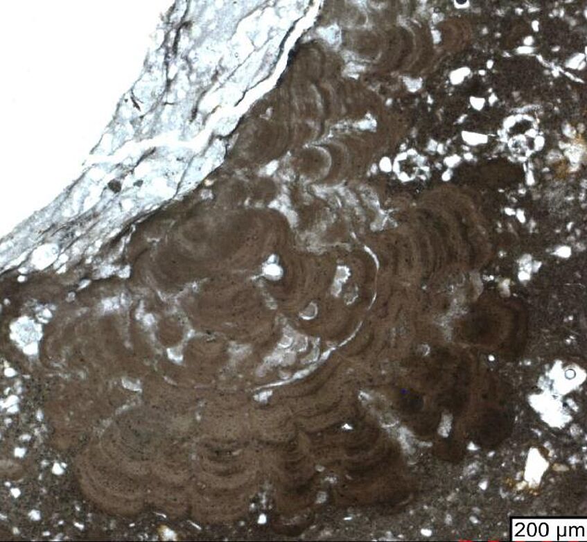 Thin section micrograph of phosphatic stromatolites