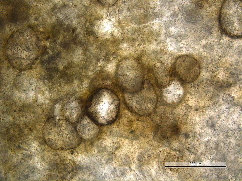 Putative fossils of giant sulfur oxidizing bacteria 